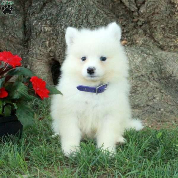 Trent, Samoyed Puppy