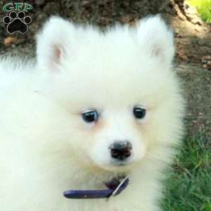 Trent, Samoyed Puppy