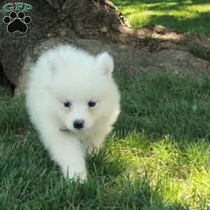 Trent, Samoyed Puppy