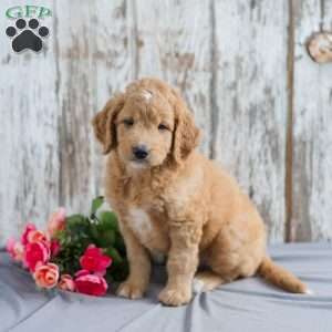 Trevor, Mini Goldendoodle Puppy