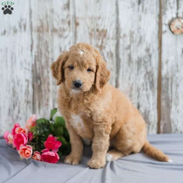 Trevor, Mini Goldendoodle Puppy