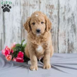 Trevor, Mini Goldendoodle Puppy
