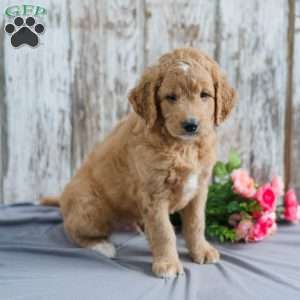 Trevor, Mini Goldendoodle Puppy