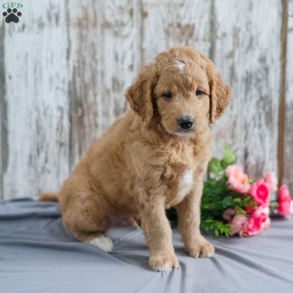 Trevor, Mini Goldendoodle Puppy