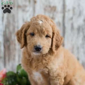 Trevor, Mini Goldendoodle Puppy