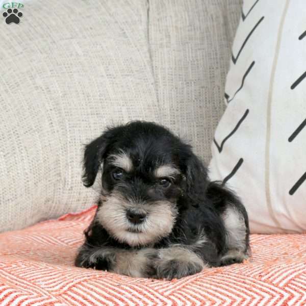 Trevor, Miniature Schnauzer Puppy