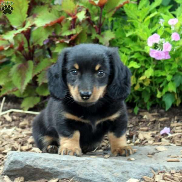 Trevor-Miniature, Dachshund Puppy