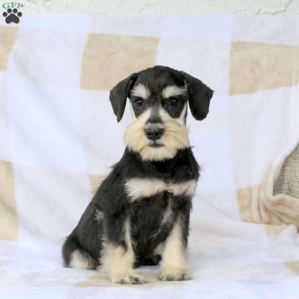 Trevor, Miniature Schnauzer Puppy