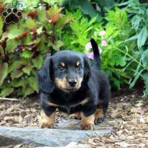 Trevor-Miniature, Dachshund Puppy