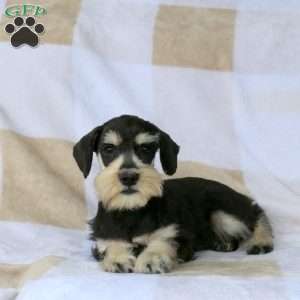 Trevor, Miniature Schnauzer Puppy