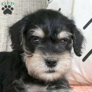 Trevor, Miniature Schnauzer Puppy