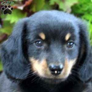 Trevor-Miniature, Dachshund Puppy