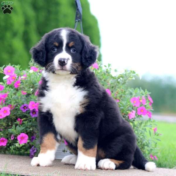 Trevor, Bernedoodle Puppy