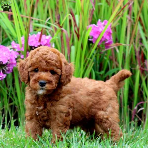 Trevor, Mini Goldendoodle Puppy