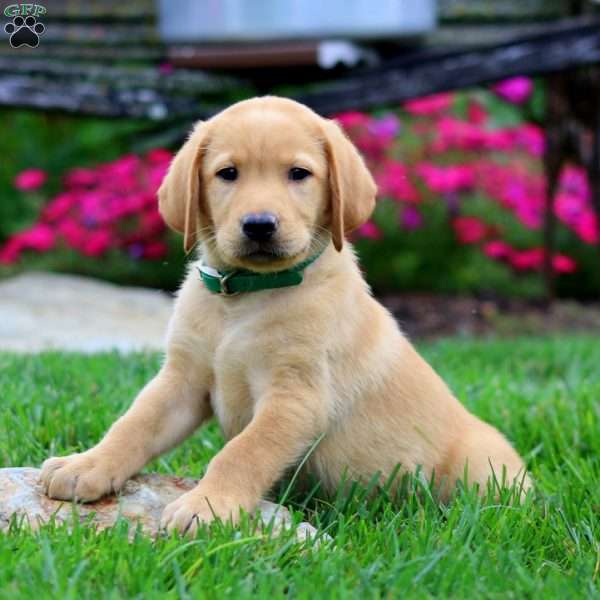 Trevor, Fox Red Labrador Retriever Puppy