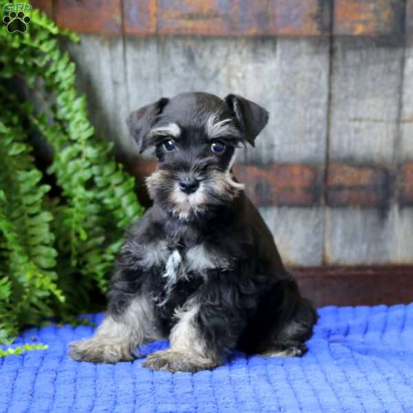 Trevor, Miniature Schnauzer Puppy