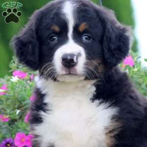 Trevor, Bernedoodle Puppy