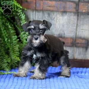 Trevor, Miniature Schnauzer Puppy