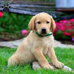 Trevor, Fox Red Labrador Retriever Puppy