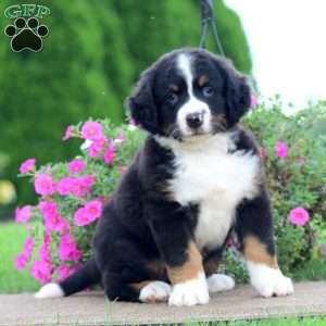 Trevor, Bernedoodle Puppy
