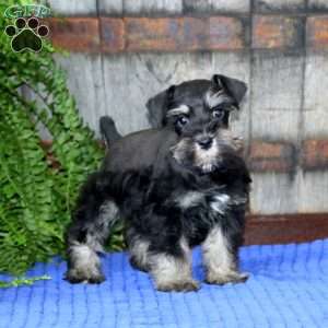 Trevor, Miniature Schnauzer Puppy