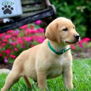 Trevor, Fox Red Labrador Retriever Puppy