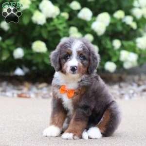 Trigger, Mini Bernedoodle Puppy