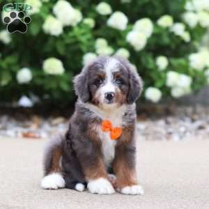 Trigger, Mini Bernedoodle Puppy