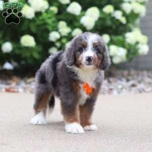 Trigger, Mini Bernedoodle Puppy