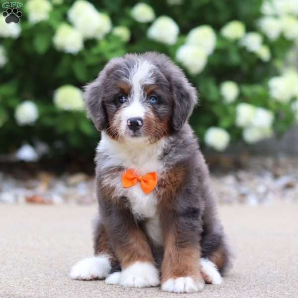 Trigger, Mini Bernedoodle Puppy