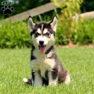 Trina, Siberian Husky Puppy