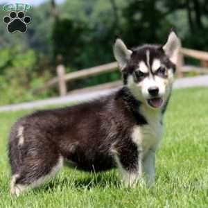 Trina, Siberian Husky Puppy