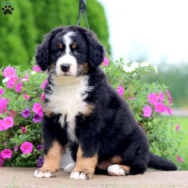 Trish, Bernedoodle Puppy