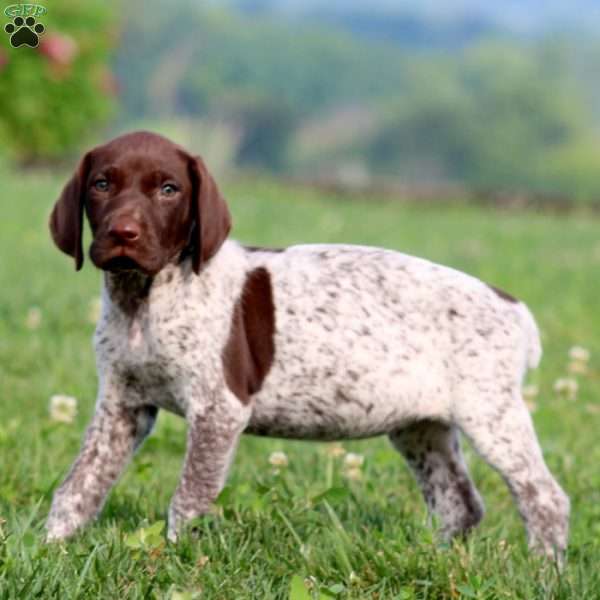 Trish, German Shorthaired Pointer Puppy