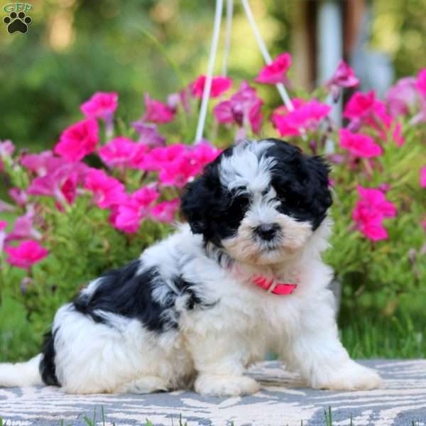 Trish, Havanese Puppy