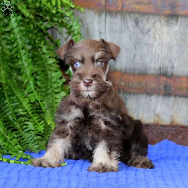 Trish, Miniature Schnauzer Puppy