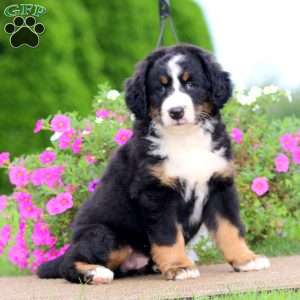 Trish, Bernedoodle Puppy