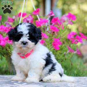 Trish, Havanese Puppy