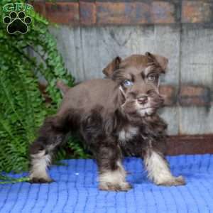 Trish, Miniature Schnauzer Puppy