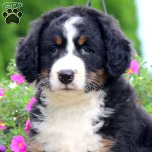 Trish, Bernedoodle Puppy