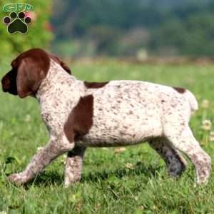 Trish, German Shorthaired Pointer Puppy