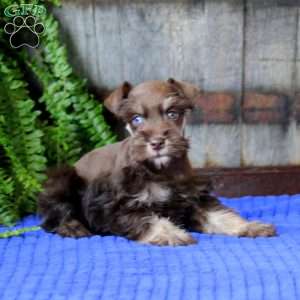 Trish, Miniature Schnauzer Puppy