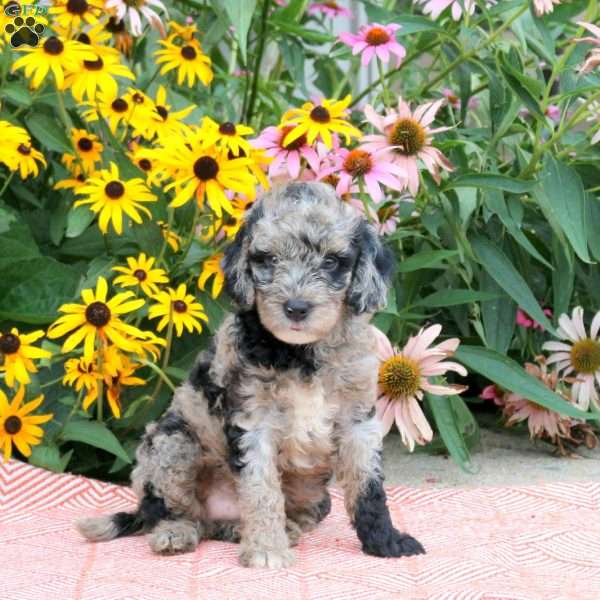 Tristan, Cockapoo Puppy