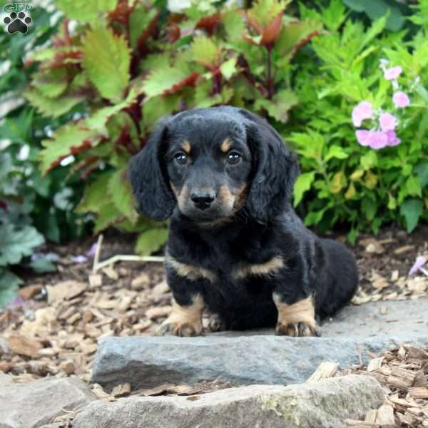 Tristan-Miniature, Dachshund Puppy