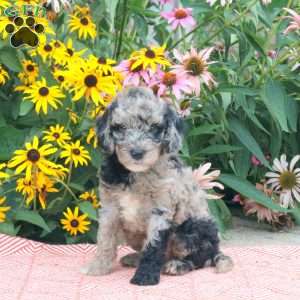 Tristan, Cockapoo Puppy