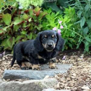 Tristan-Miniature, Dachshund Puppy