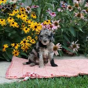 Tristan, Cockapoo Puppy