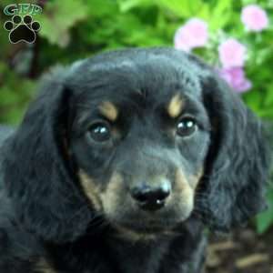 Tristan-Miniature, Dachshund Puppy