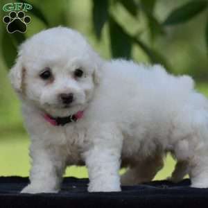 Trixie, Bichon Frise Puppy