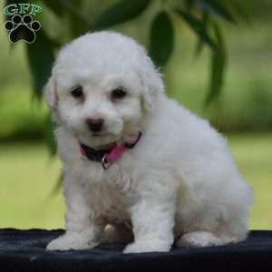 Trixie, Bichon Frise Puppy